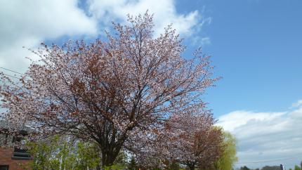 sakura2011.5.17-k.jpg