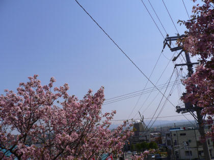 sakura2006-e