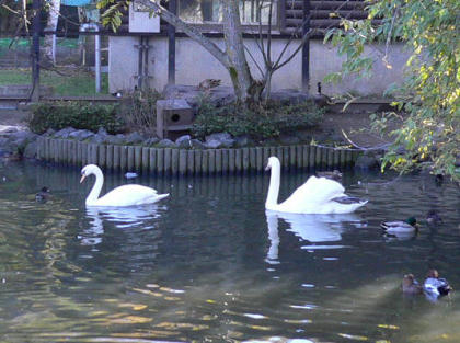 asahiyama2004-swan.jpg