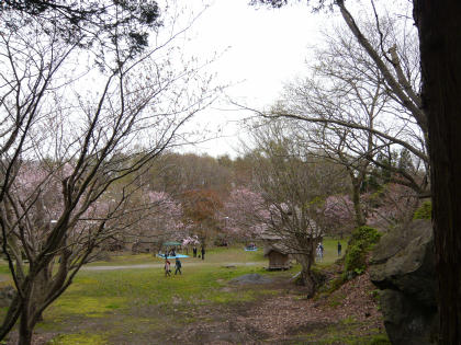 sakura2010.5.16-b