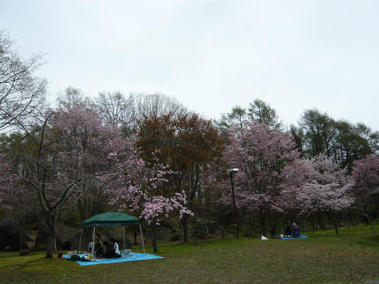 sakura2010.5.16-c