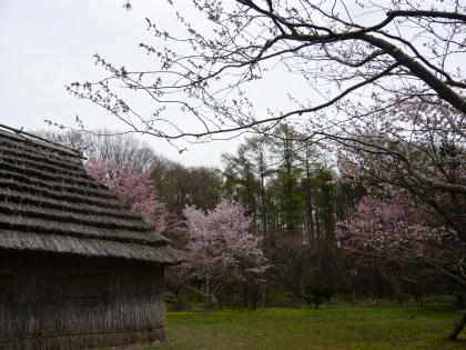 sakura2010.5.16-d