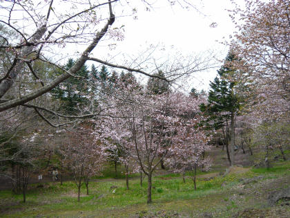 sakura2010.5.16-d