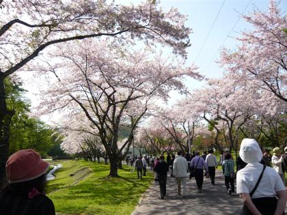 osyamanbekouen2010.5.29-sakura-a.jpg