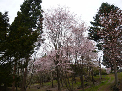 sakura2010.5.16-e