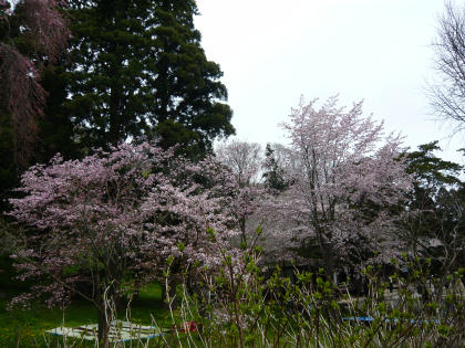 sakura2010.5.16-f