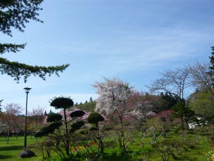 osyamanbekouen2010.5.29-sakura-b.jpg