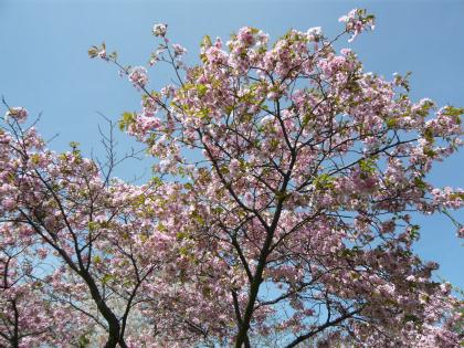osyamanbekouen2010.5.29-sakura-c.jpg