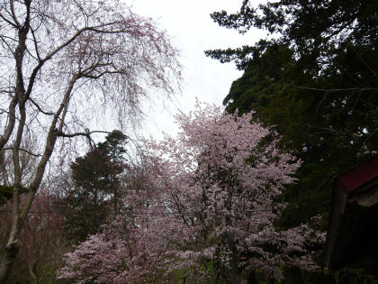 sakura2010.5.16-g