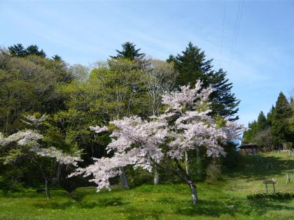 osyamanbekouen2010.5.29-sakura-e.jpg