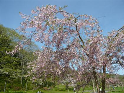osyamanbekouen2010.5.29-sakura-g.jpg