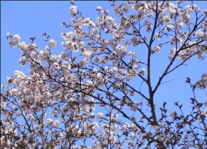 sakura2005-b