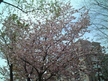 sakura-2004
