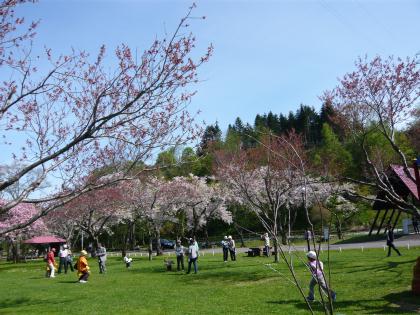 osyamanbekouen2010.5.29-sakura-h.jpg