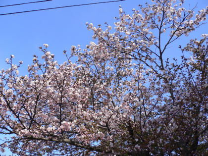 sakura2005-c