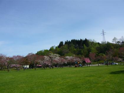 osyamanbekouen2010.5.29-sakura-j.jpg