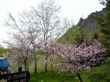 touya-usuzan2010.5.29-sakura-a.jpg