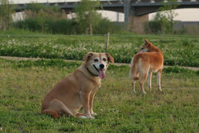 休憩中のりんちゃんでぇす。