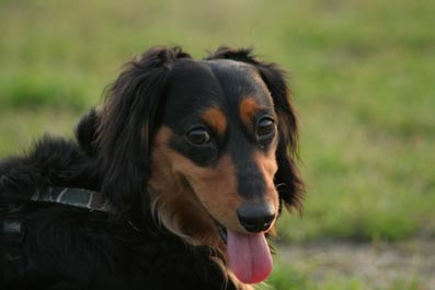 ク～ちゃんどえぇす☆