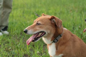 ツナガレがっくん