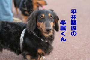 半ちゃんでぇす