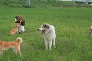 ダグラシュ～♪