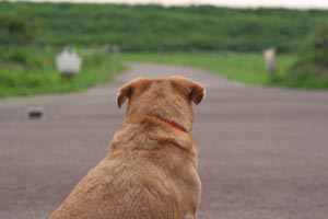 りんでございます