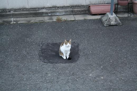 お座布団のつもり