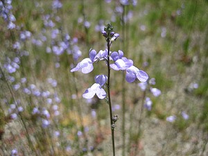 IMG_0095.jpg