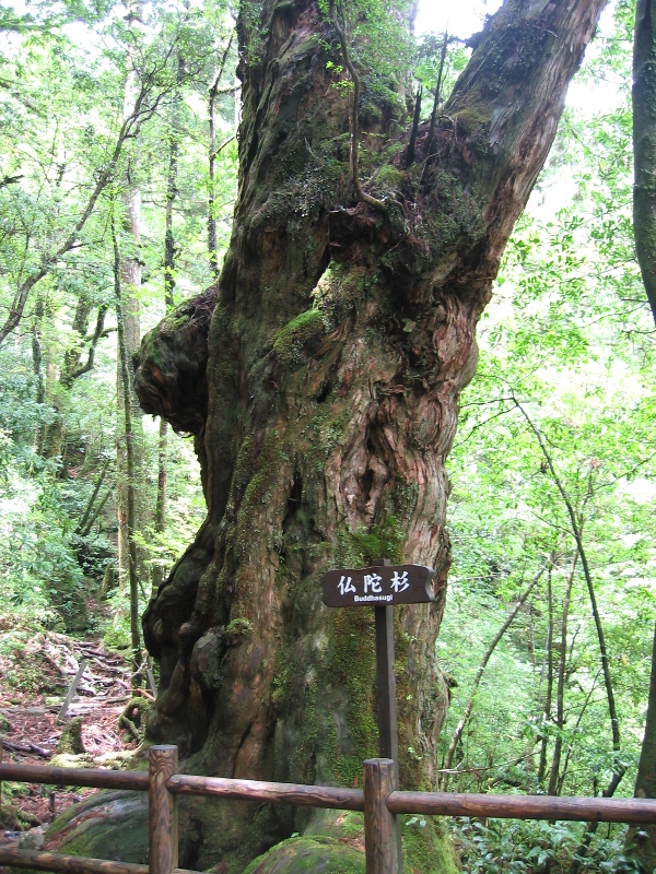 仏陀杉