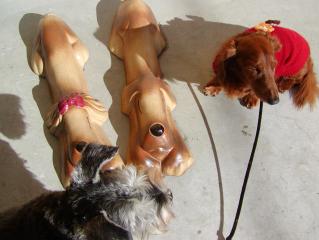 車止め2/４匹で！？