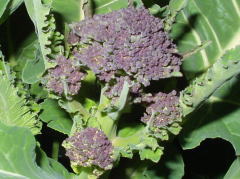 broccolo20070311