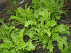 endive20070824