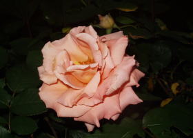 rose080505