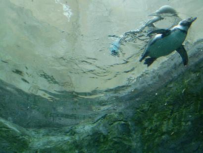 水中のペンギン