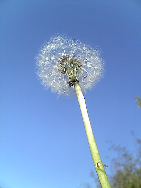 タンポポと青空