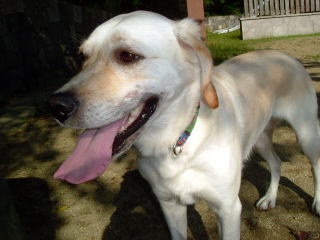 朝の散歩1（公園で）