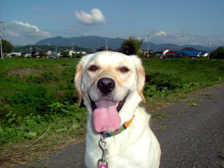 朝の散歩3（好間川沿い）