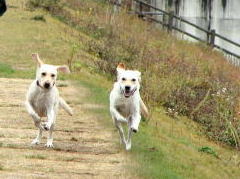 チャチャとベリー