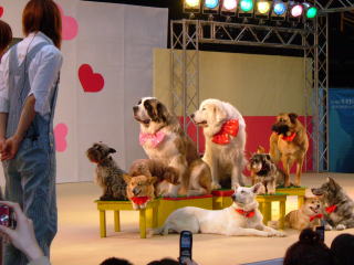 わいわいペットショー