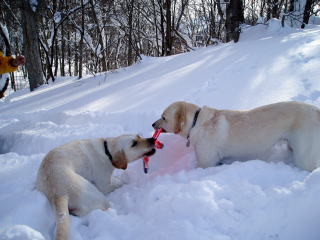 右：ベリー、左：ももちゃん