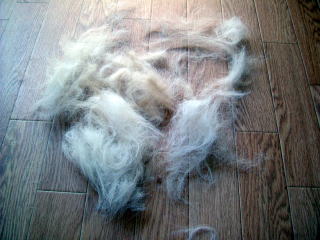 ベリーの抜け毛