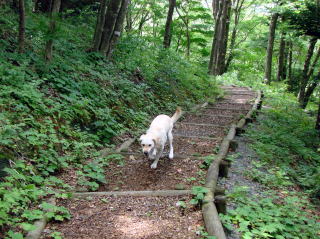 森林公園