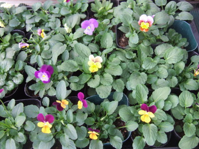 viola13