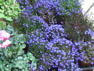 Lobelia14