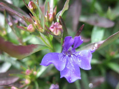 Lobelia11