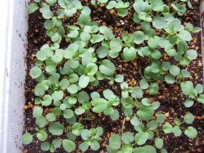 viola7