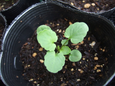 viola8