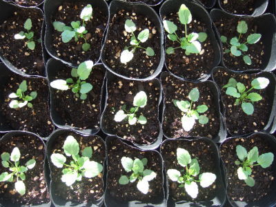 viola9