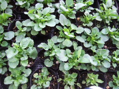 viola11